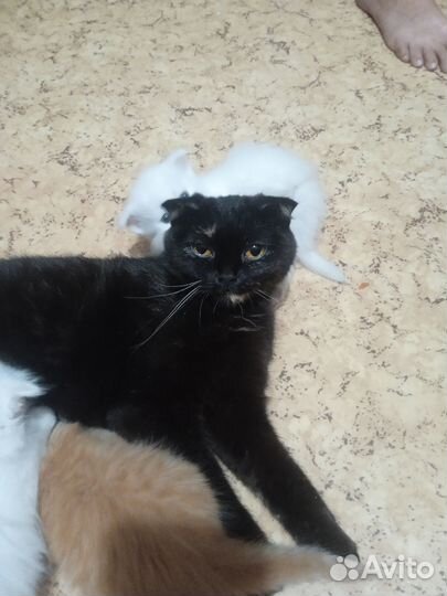 Котята, смесь британца
