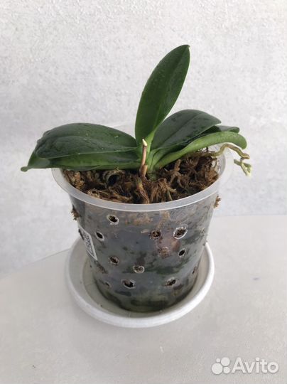 Орхидея фаленопсис мини