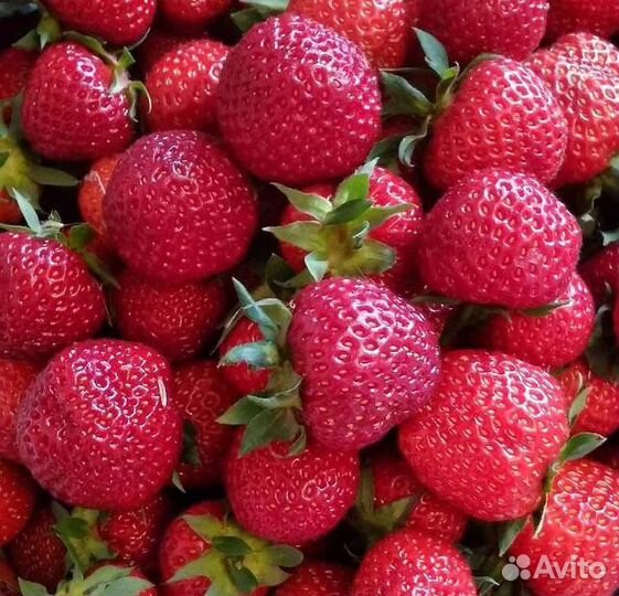 Клубника кусты