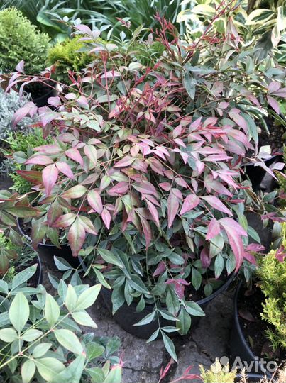 Садовые вечнозеленые