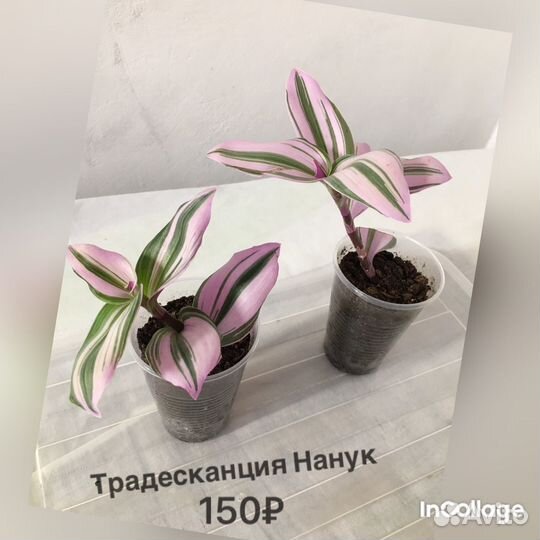Разные комнатные цветы
