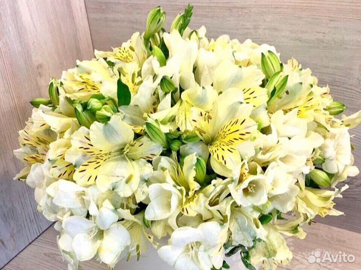 Цветы альстромерии опт