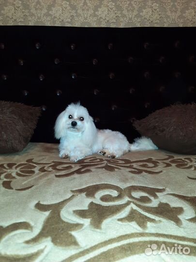 Мальтийская болонка