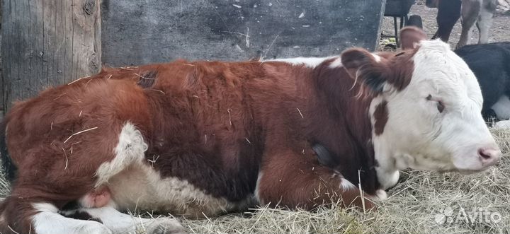 Быки герефорд на племя