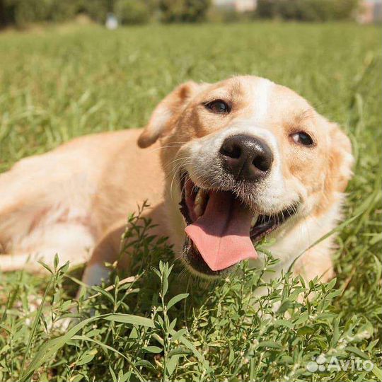Кнопка в добрые руки