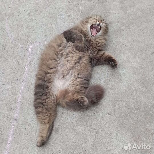 Кошка в дар бесплатно
