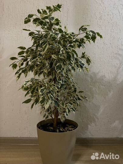 Фикус бенджамина