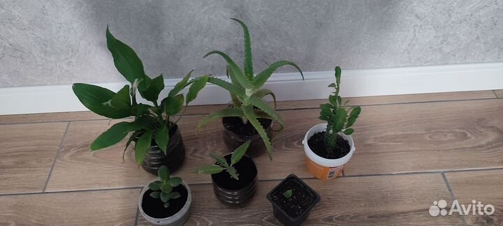 Комнатные растения 6 шт