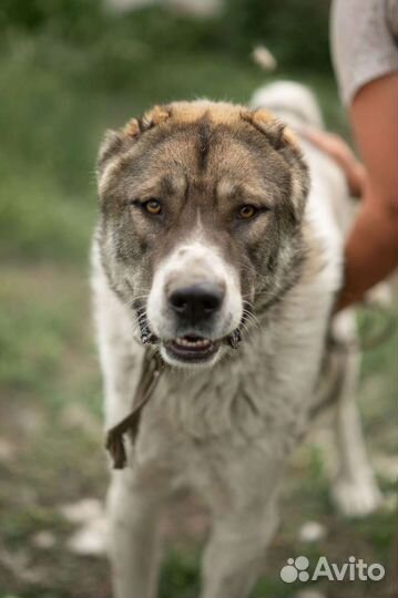 Среднеазиатская овчарка