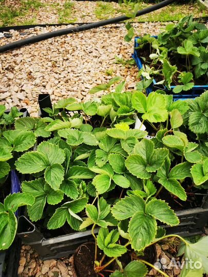 Клубника усы разносорт