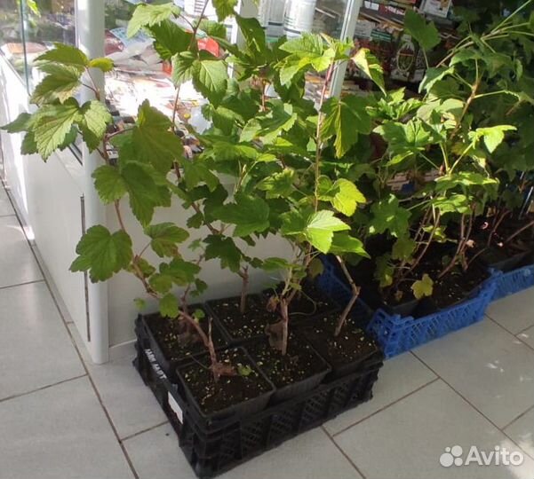 Смородина саженцы сортовые