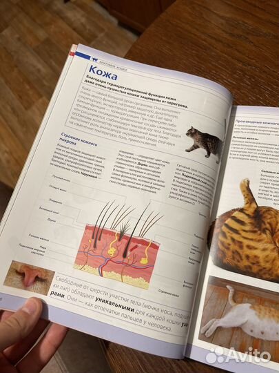 Кошки полная энциклопедия