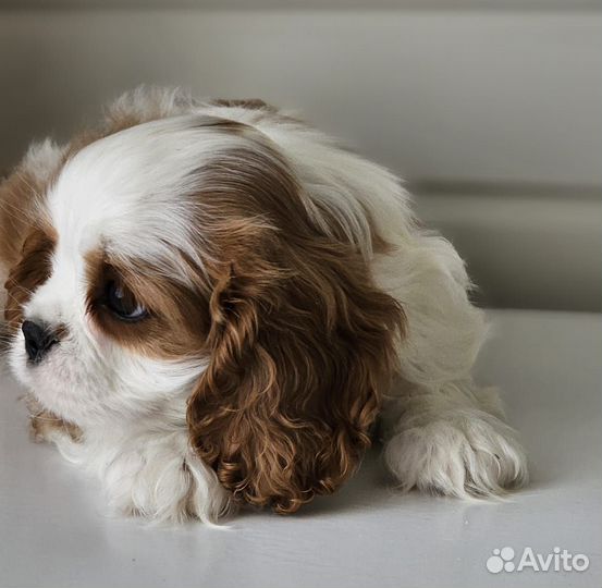 Девочка кавалер Кинг Чарльз спаниель