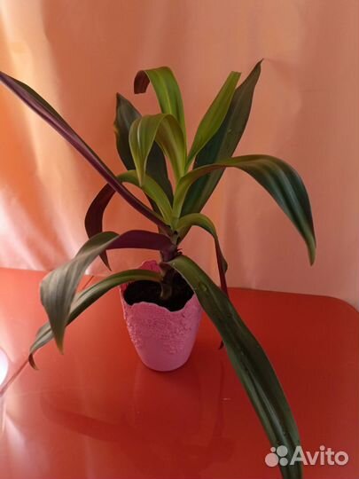 Традесканция рео