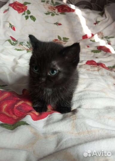 Котята в дар