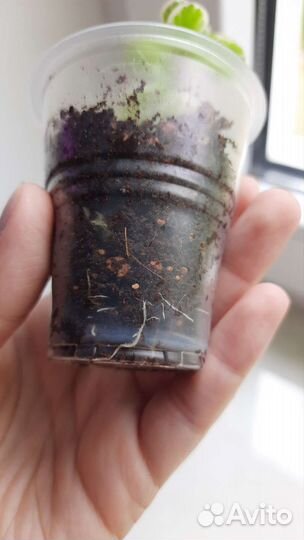 Портулакария афро вариегатная