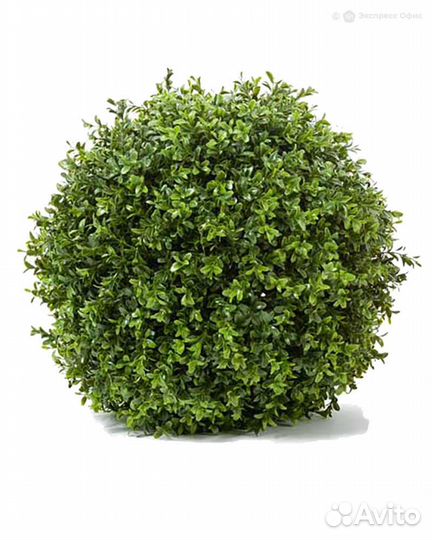 Самшитовый шар (Декор) 50см