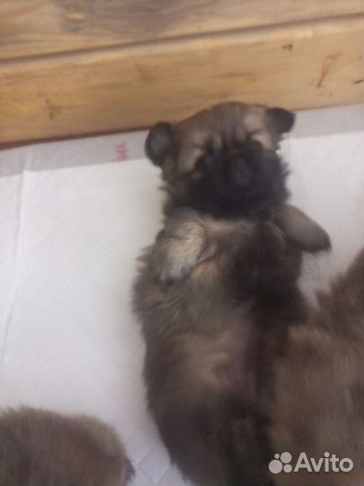 Щенки пекинеса