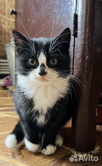 Котята бесплатно