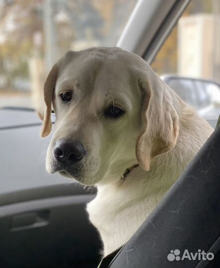 Лабрадор-ретривер