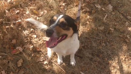 Собака компаньон