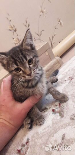 Котята в добрые руки бесплатно