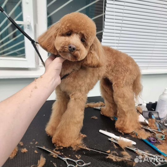 Стрижка кошек и собак