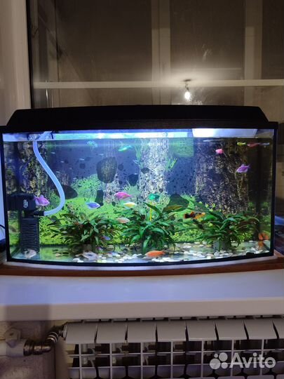 Аквариум
