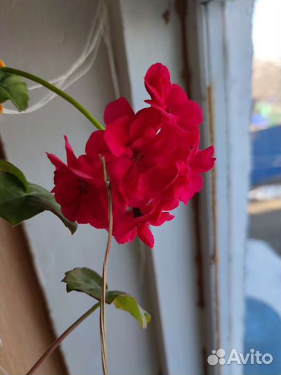 Герань ветвистая