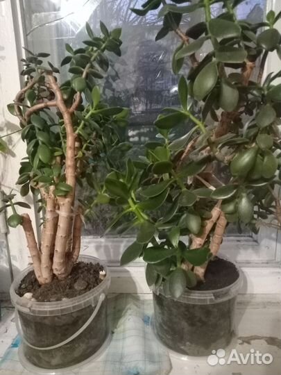 Денежное дерево.Толстянка. Японское счастье