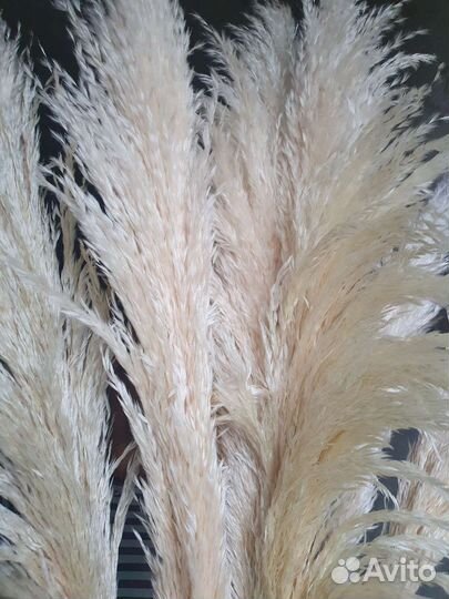 Пампасная трава