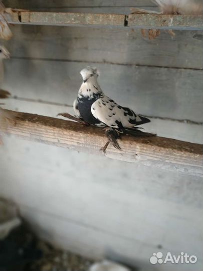 Продажа голубей