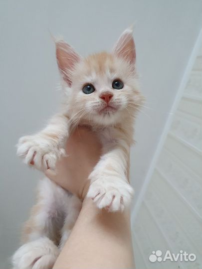Котенок мейн-кун