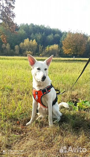 Собака-друг