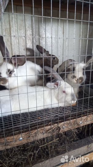 Кролики мясных пород
