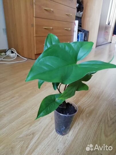 Традесканция рео