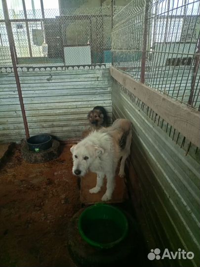 Собака в добрые руки