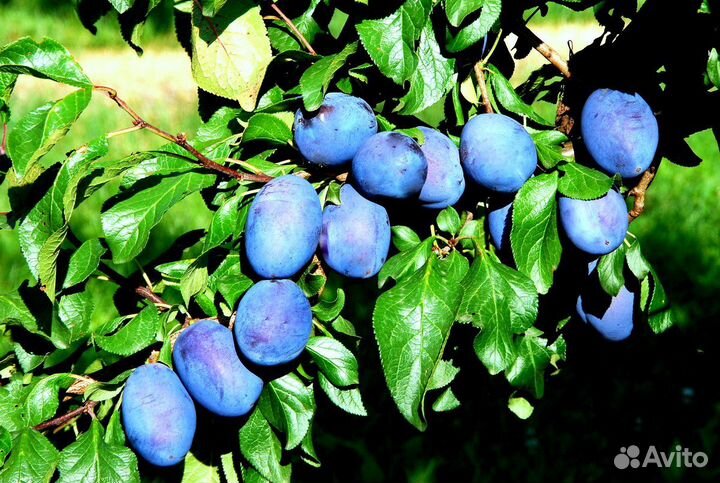 Малина Вишня Слива Клубника