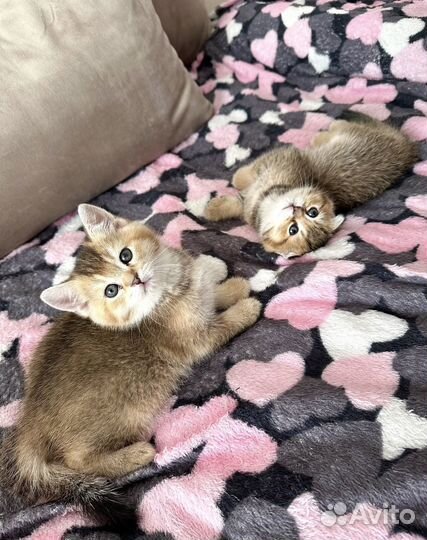 Шотландские котята