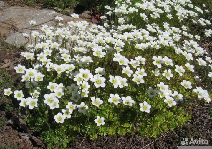 Многолетние цветы