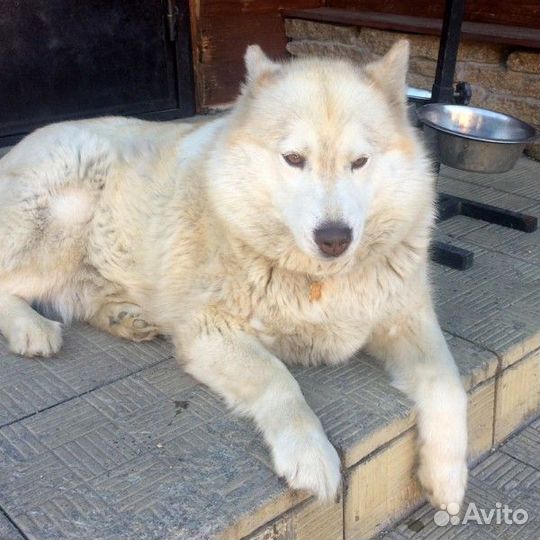 Адресники для домашних питомцев