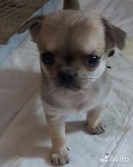 Щенки чихуахуа