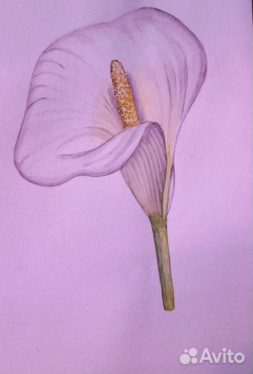 Рисунки акварелью