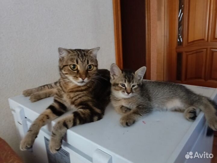 Котенок британец