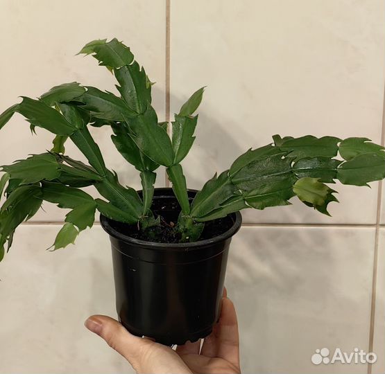 Декабрист шлюмбергера белый