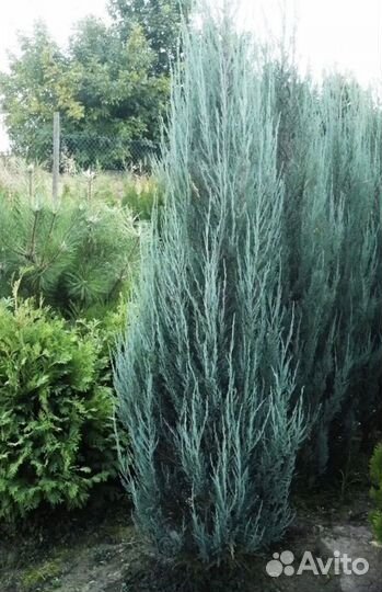 Туя саженцы