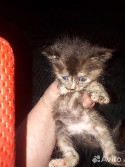 Котята в добрые руки бесплатно