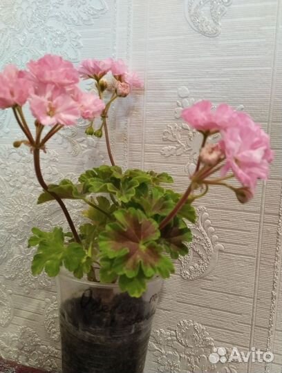 Пеларгония