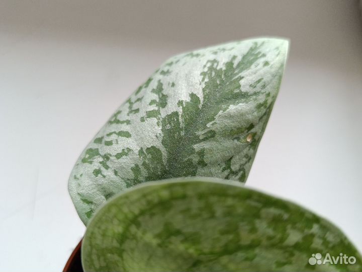 Комнатные растения сциндапсус