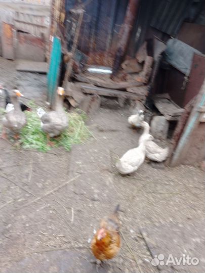 Мускусные утки